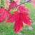 FREEMAN MAPLE Acer freemanii (Sienna Glen)