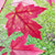 FREEMAN MAPLE Acer freemanii (Sienna Glen)