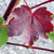 RED MAPLE Acer rubrum (Burgundy Belle)