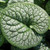 SIBERIAN BUGLOSS Brunnera macrophylla (Sea Heart)
