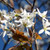 ALLEGHENY SERVICEBERRY Amelanchier laevis