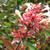 PINK ABELIA Abelia grandiflora (Edward Goucher)