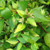 GOLDEN ABELIA (Abelia grandiflora) "Frances Mason"