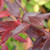 GOLDEN ABELIA (Abelia grandiflora) "Frances Mason"