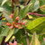 GOLDEN ABELIA (Abelia grandiflora) "Frances Mason"
