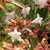 GOLDEN ABELIA (Abelia grandiflora) "Frances Mason"