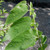 COMMON HACKBERRY Celtis occidentalis 