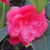 CAMELLIA Camellia  (April Kiss)