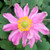 JAPANESE ANEMONE Anemone hupehensis (Fantasy Pocahontas)