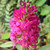 NECTAR BUSH Buddleia  (Miss Ruby)