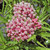 SWAMP MILKWEED Asclepias incarnata (Cinderella)
