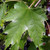 FASTIGIATE FREEMAN MAPLE Acer freemanii (Armstrong)