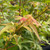 JAPANESE MAPLE Acer palmatum (Calico)