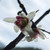 WINTERSWEET Wintersweet Chimonanthus praecox -