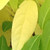 WINTERSWEET Wintersweet Chimonanthus praecox -