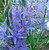 COMMON CAMAS Camassia quamash
