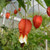 HARDY ABUTILON Abutilon megapotamicum (Kentish Belle)