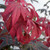 JAPANESE MAPLE Acer palmatum (Ruslyn in the Pink)