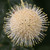 COMPACT BUTTONBUSH Cephalanthus occidentalis (Sugar Shack)