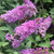 DWARF NECTAR BUSH Buddleia Lo & Behold¬Æ (Lilac Chip)