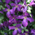 CLEMATIS Clematis  (Happy Jack)