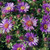 FALL ASTER Aster novae-angliae (Purple Dome)