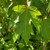 FREEMAN MAPLE Acer freemanii (Matador)