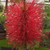 LEMON-SCENT BOTTLEBRUSH  Callistemon citrinus