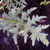 SPINY BEAR'S BREECH Acanthus spinosus