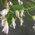 PINK-FLOWERED YELLOWWOOD Cladrastis lutea (Rosea/Perkins)