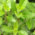 BLUE MIST SHRUB Caryopteris clandonensis (Beyond Midnight)