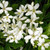 MEXICAN ORANGE BLOSSOM Choisya ternata