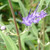 BLUE MIST SHRUB Caryopteris clandonensis (Dark Knight)