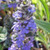 GIANT BUGLE WEED Ajuga reptans (Catlins Giant)