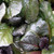 GIANT BUGLE WEED Ajuga reptans (Catlins Giant)