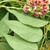 GROUNDNUT Apios americana
