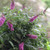 DWARF NECTAR BUSH Buddleia Lo & Behold® (Pink Micro Chip)