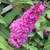 DWARF NECTAR BUSH Buddleia Lo & Behold® (Pink Micro Chip)