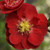 FLOWERING QUINCE Chaenomeles speciosa (Double Take Scarlet)