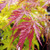JAPANESE MAPLE Acer palmatum (Heartbeat)