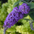 NECTAR BUSH Buddleia (Lo and Behold Purple Haze)
