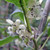 SELF FRUITFUL HARDY KIWI Actinidia arguta (Issai)