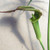 JACK IN THE PULPIT Arisaemama