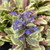 VARIEGATED BUGLEWEED Bugleweed tenorii (Princess Nadia)