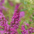 DWARF NECTAR BUSH Buddleia Lo & Behold® (Ruby Chip)