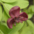 COMPACT FIVE-LEAF AKEBIA  COMPACT FIVE-LEAF AKEBIA