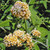 GOLDEN BUTTERFLY BUSH Buddleia weyeriana (Sungold)