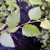 HEAT-TOLERANT RIVER BIRCH Betula nigra (Dura Heat)