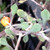 WIRE NETTING BUSH Corokia cotoneaster