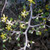 WIRE NETTING BUSH Corokia cotoneaster